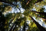 photo of redwood canopy