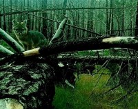 gray fox before logging