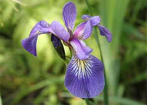 wild iris